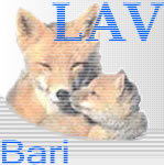 lav bari