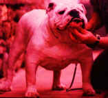 sezione bulldog