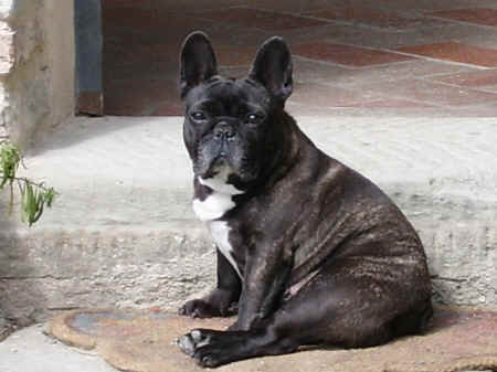 Bouledogue francese