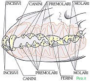 anatomia dentale