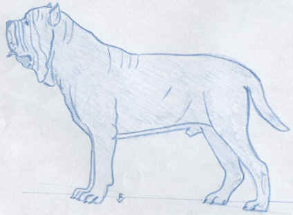 Disegno Mastino Napoletano