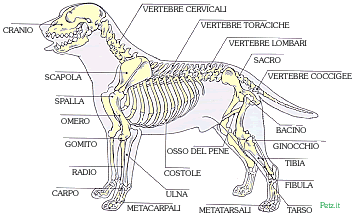 scheletro del cane