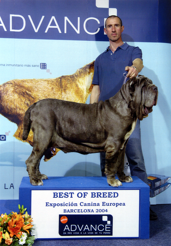 best of breed