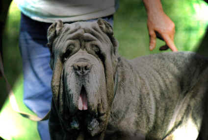 mastino napoletano