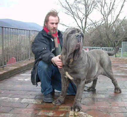 temperamento mastino napoletano