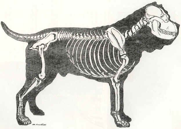 scheletro cane