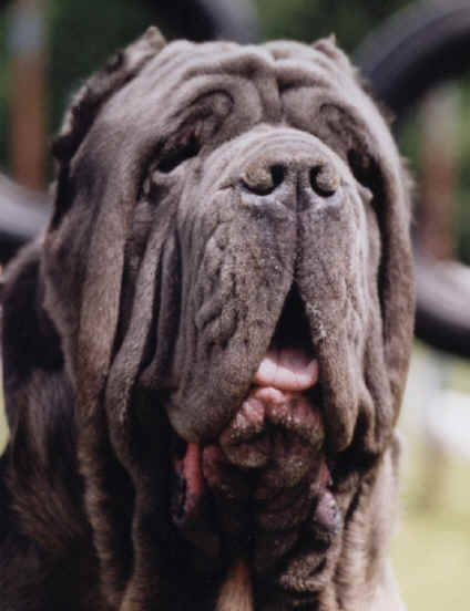 Mastino 1 anno