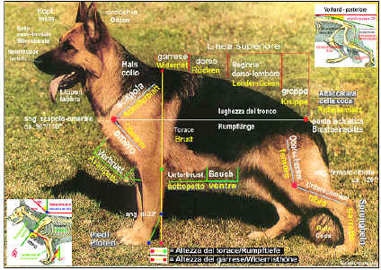 proporzioni del cane