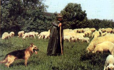 storia cane da pastore tedesco