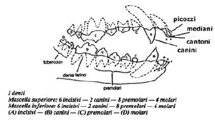 Dentatura del Pastore tedesco