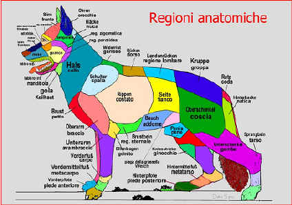 parti anatomiche del cane