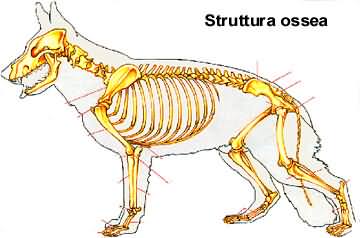 struttura ossea del cane