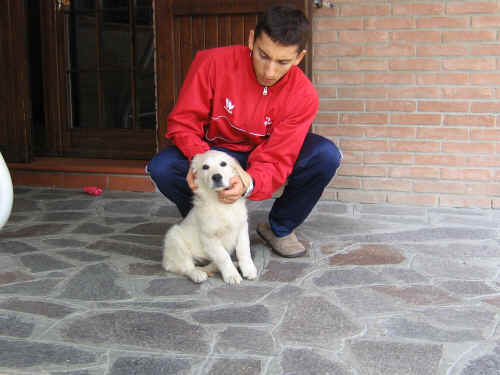 educazione del cane