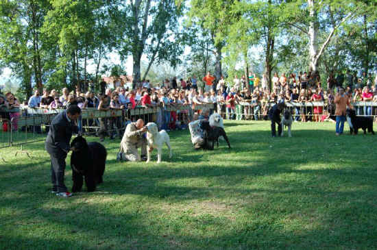 presentazione del cane