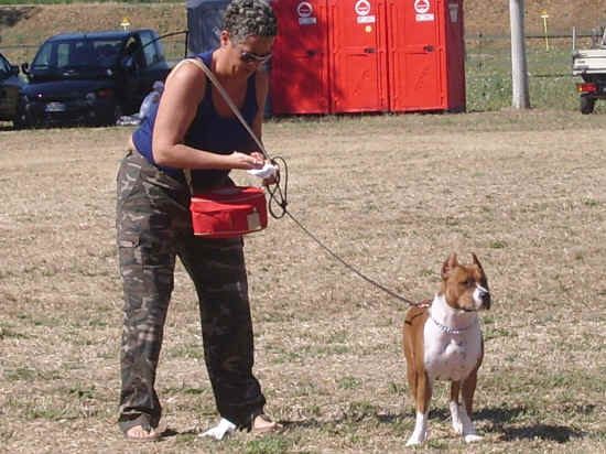 amstaff