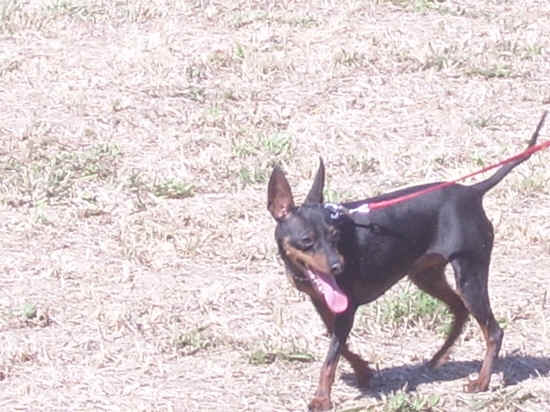 toy terrier