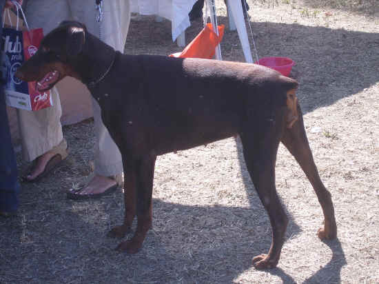 dobermann