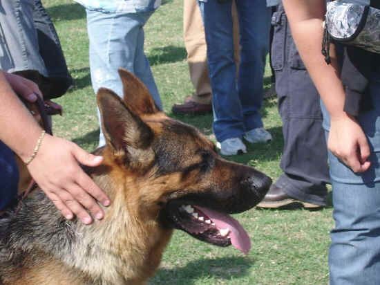 cane da pastore tedesco