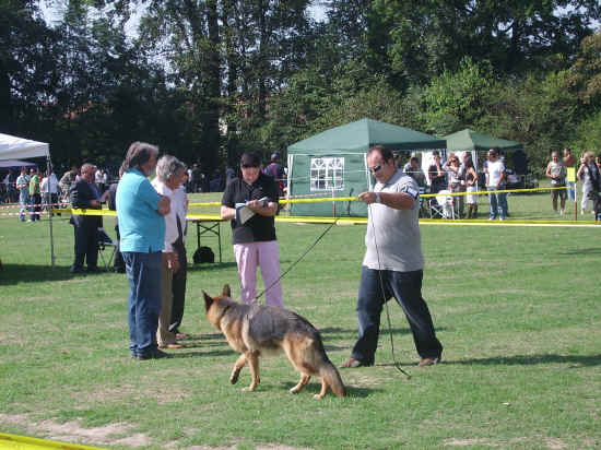 Esposizione canina nazionale di bologna 2007