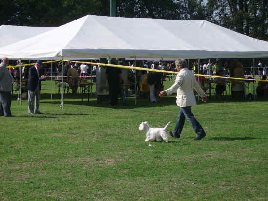 Esposizione canina nazionale di bologna 2007