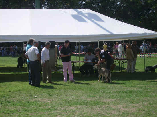 Esposizione canina nazionale di bologna 2007