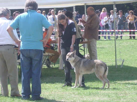 cane lupo di saarloos