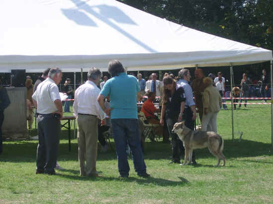 Esposizione canina nazionale di bologna 2007