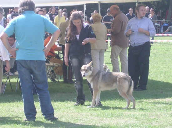 Esposizione canina nazionale di bologna 2007