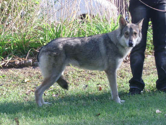 Esposizione canina nazionale di bologna 2007