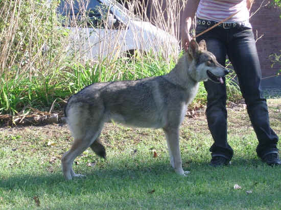 Esposizione canina nazionale di bologna 2007