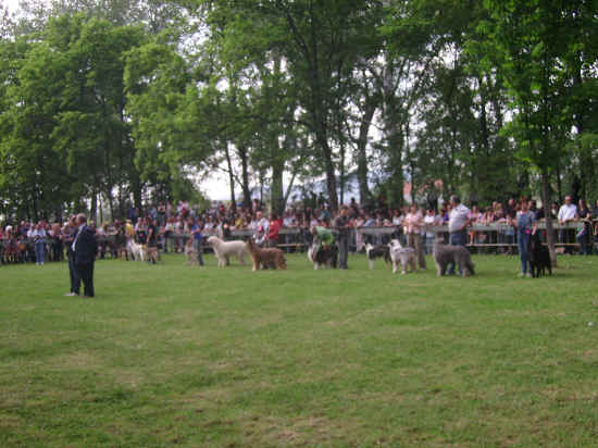 esposizione internazionale canina di Firenze 2007