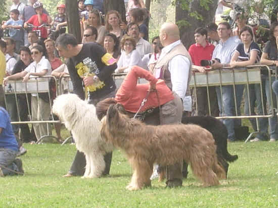 esposizione internazionale canina di Firenze 2007