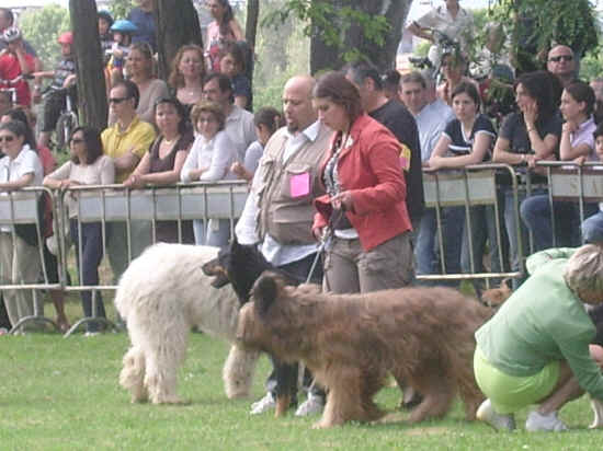 esposizione internazionale canina di Firenze 2007