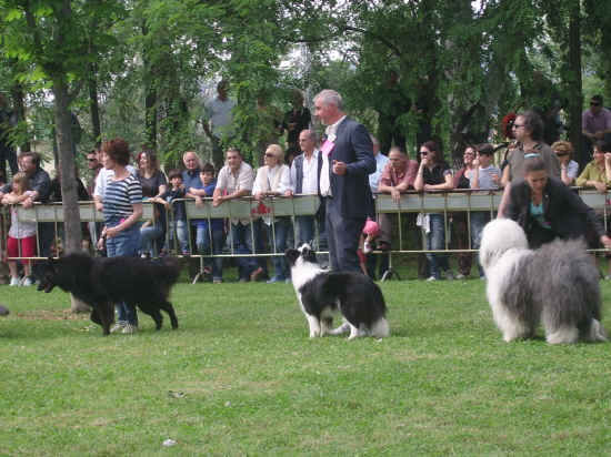 esposizione internazionale canina di Firenze 2007