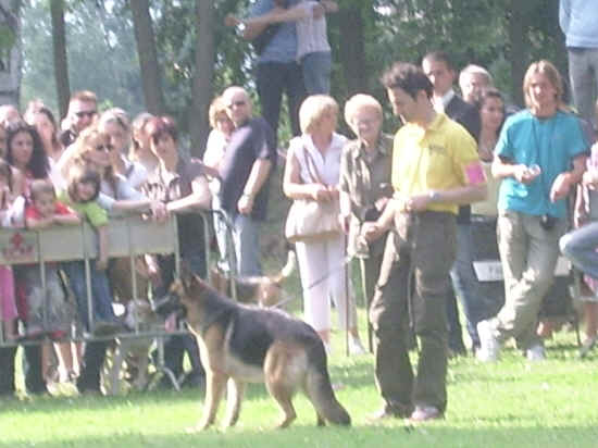 esposizione internazionale canina di Firenze 2007