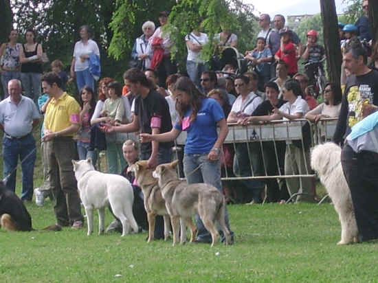 esposizione internazionale canina di Firenze 2007