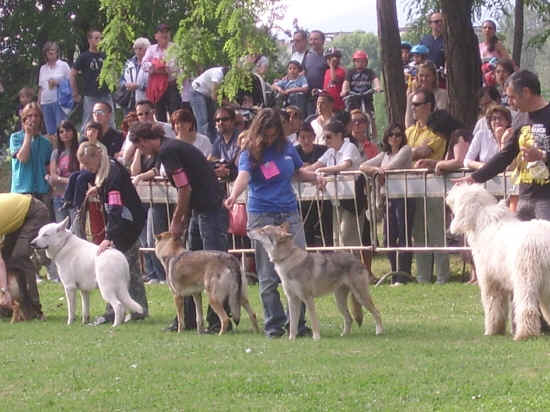 esposizione internazionale canina di Firenze 2007