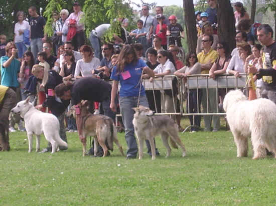 esposizione internazionale canina di Firenze 2007