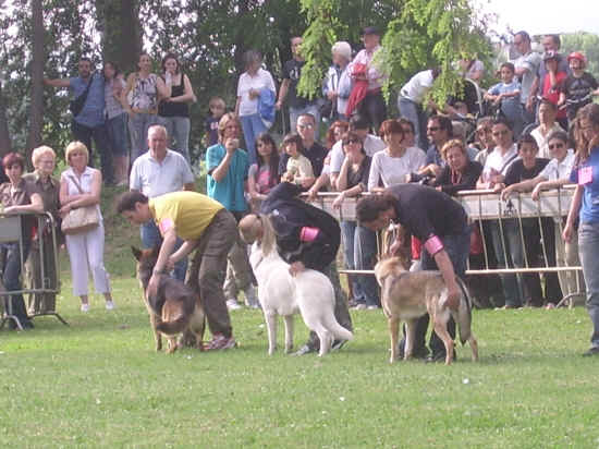 esposizione internazionale canina di Firenze 2007