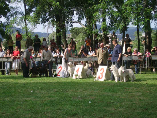 esposizione internazionale canina di Firenze 2007