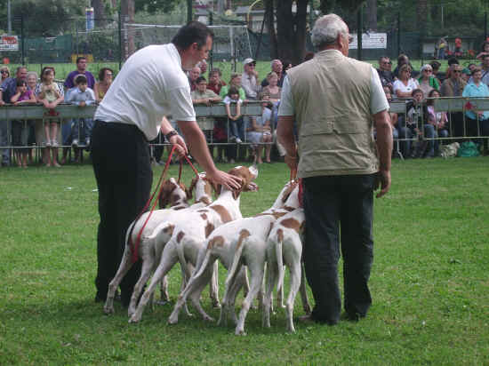 esposizione internazionale canina di Firenze 2007