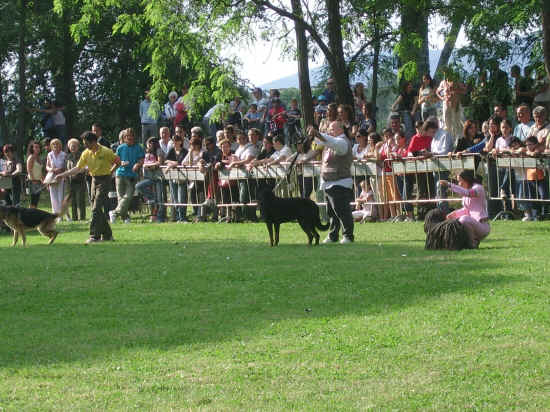 esposizione internazionale canina di Firenze 2007