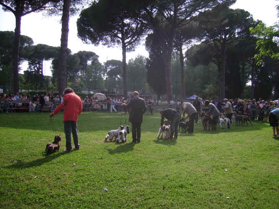 esposizione internazionale canina di Firenze 2007