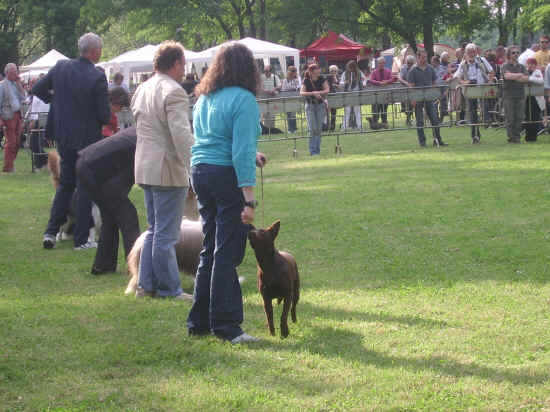 esposizione internazionale canina di Firenze 2007