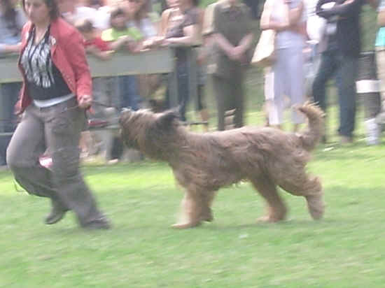 esposizione internazionale canina di Firenze 2007