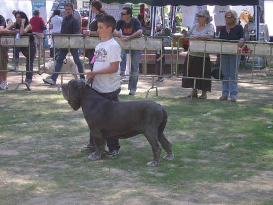 Esposizione Internazionale canina di Firenze 2007