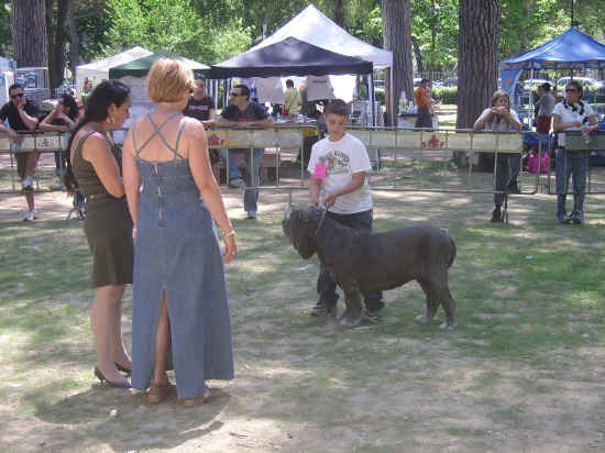 Esposizione Internazionale canina di Firenze 2007