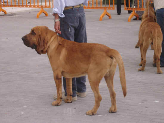 maschio di bloodhound