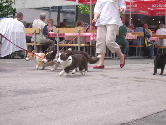 Euro dog show ZAGREB 2007