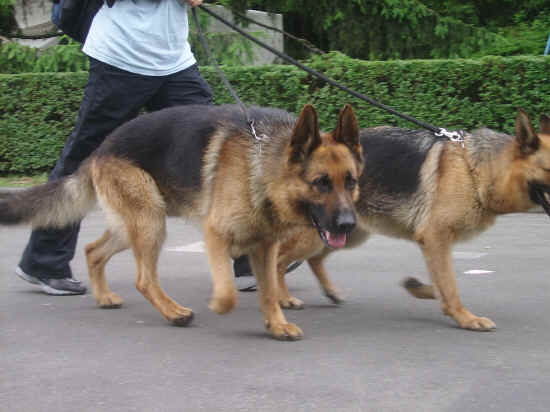 Euro dog show ZAGREB 2007